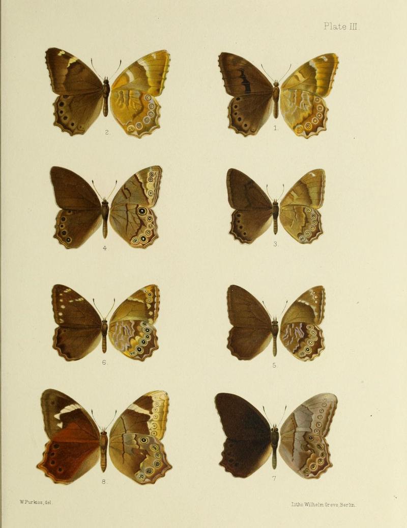 Butterflies from China, Japan, and Corea (19323720652)