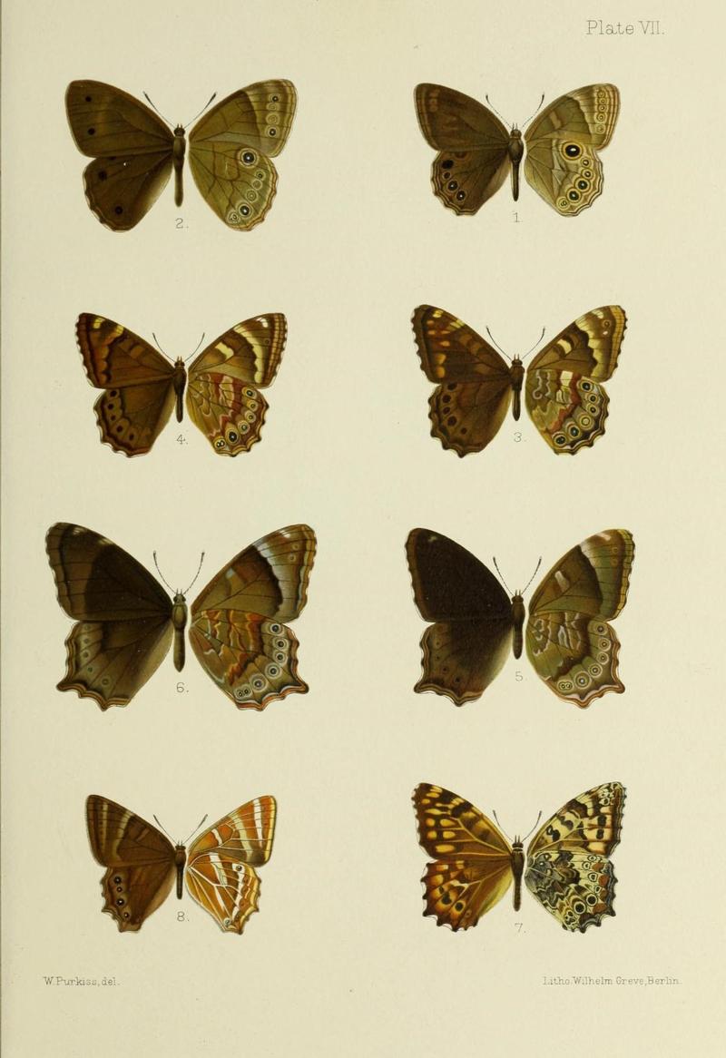 Butterflies from China, Japan, and Corea (19323736062)
