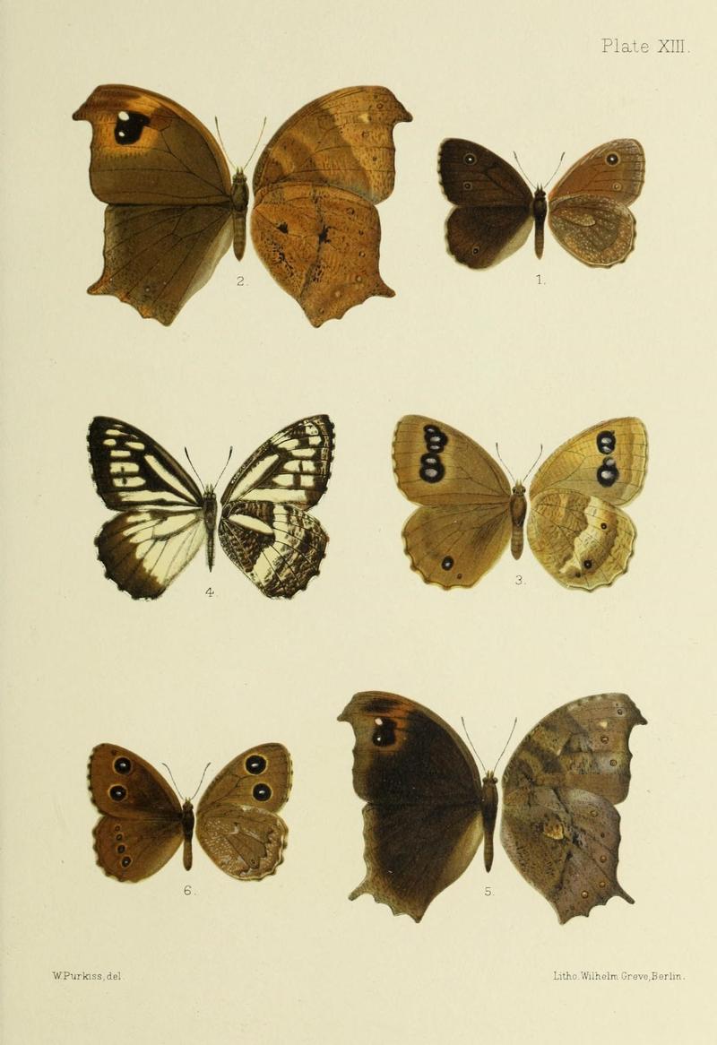 Butterflies from China, Japan, and Corea (19323756122)