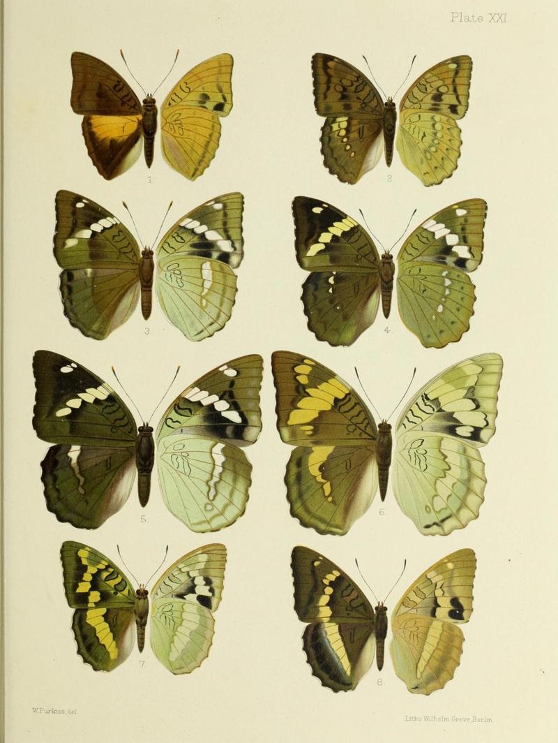 Butterflies from China, Japan, and Corea (19323786242)