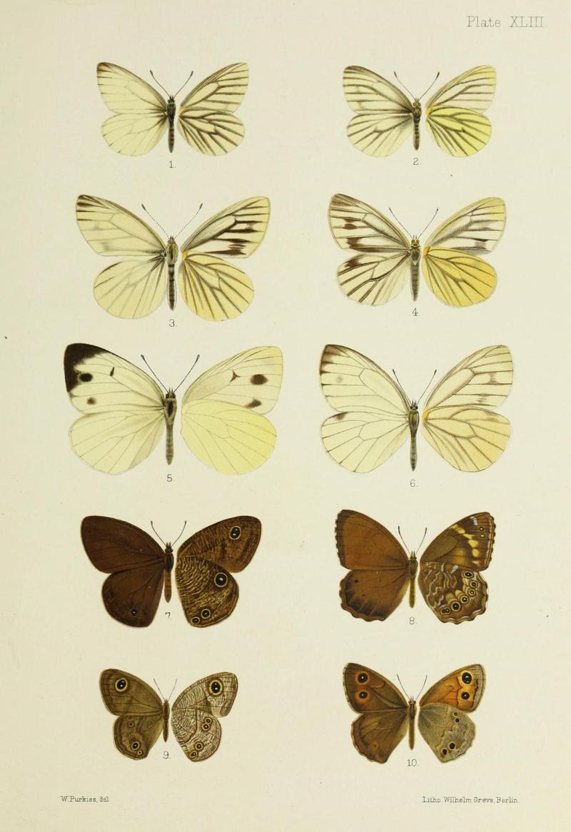 Butterflies from China, Japan, and Corea (19323866112)