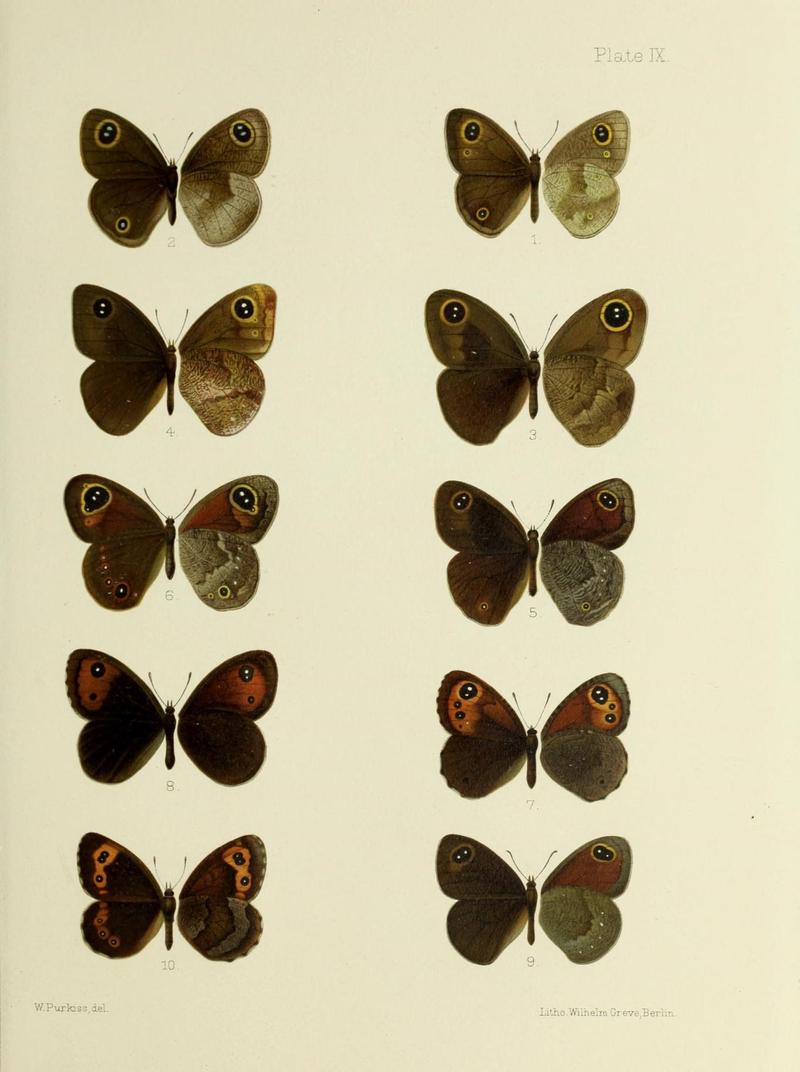 Butterflies from China, Japan, and Corea (19329796545)