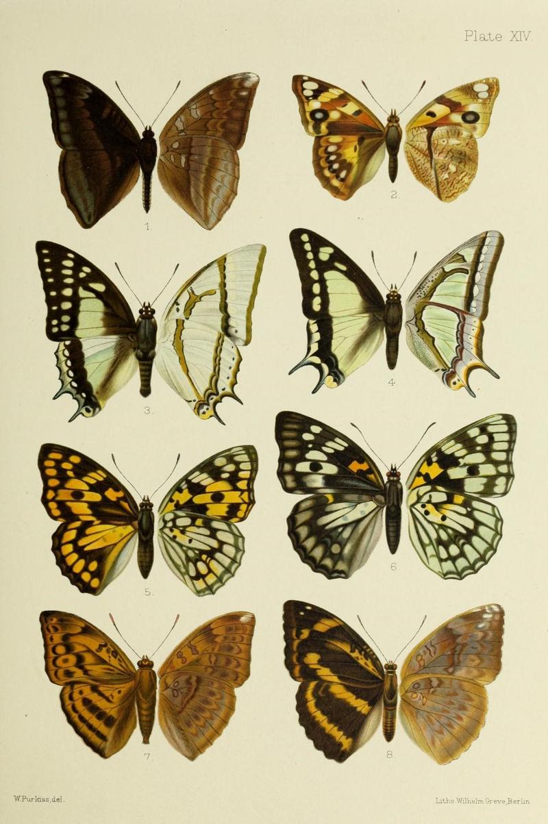 Butterflies from China, Japan, and Corea (19329813475)