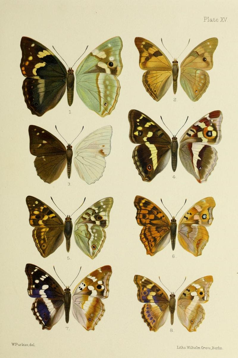 Butterflies from China, Japan, and Corea (19329817925)