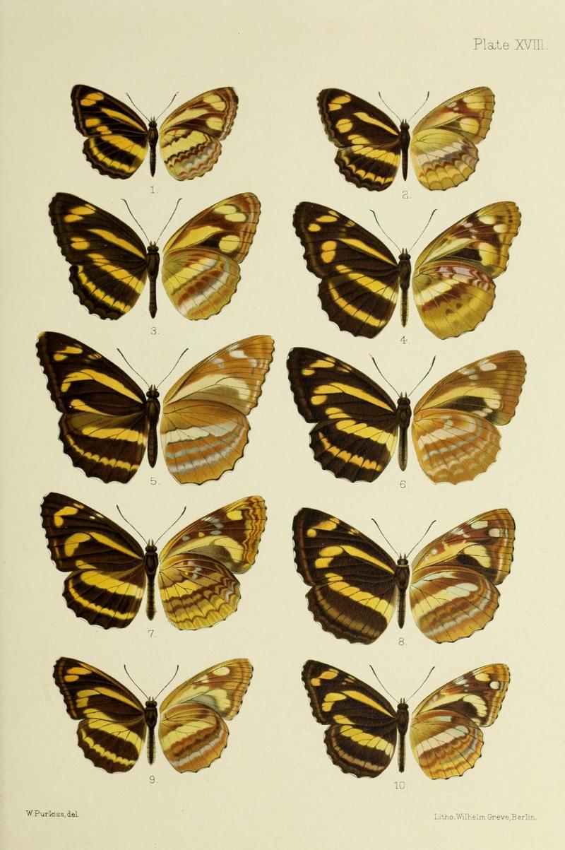 Butterflies from China, Japan, and Corea (19329828615)