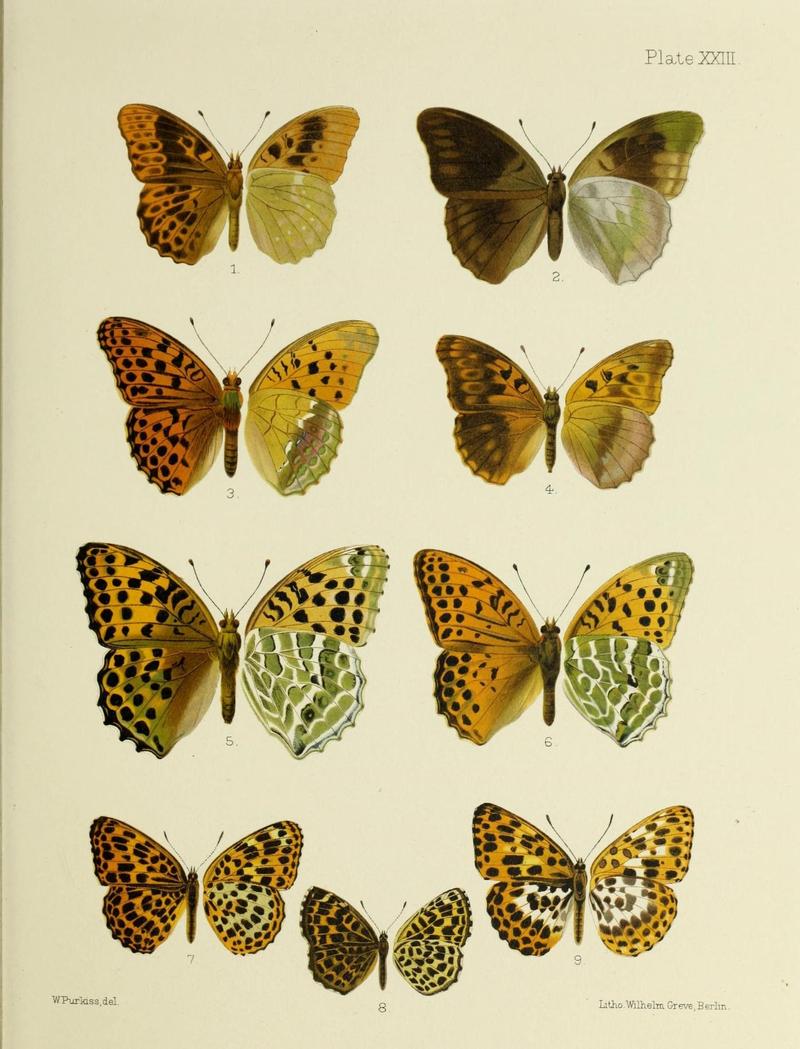 Butterflies from China, Japan, and Corea (19329847625)