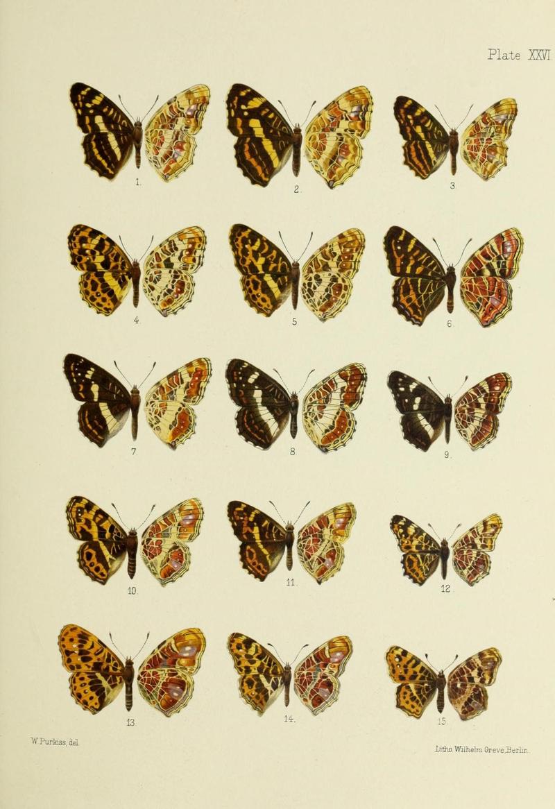 Butterflies from China, Japan, and Corea (19329858325)
