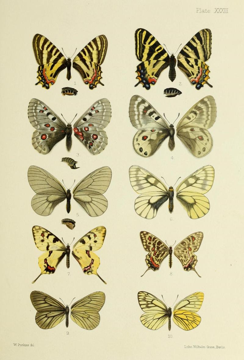 Butterflies from China, Japan, and Corea (19329882875)