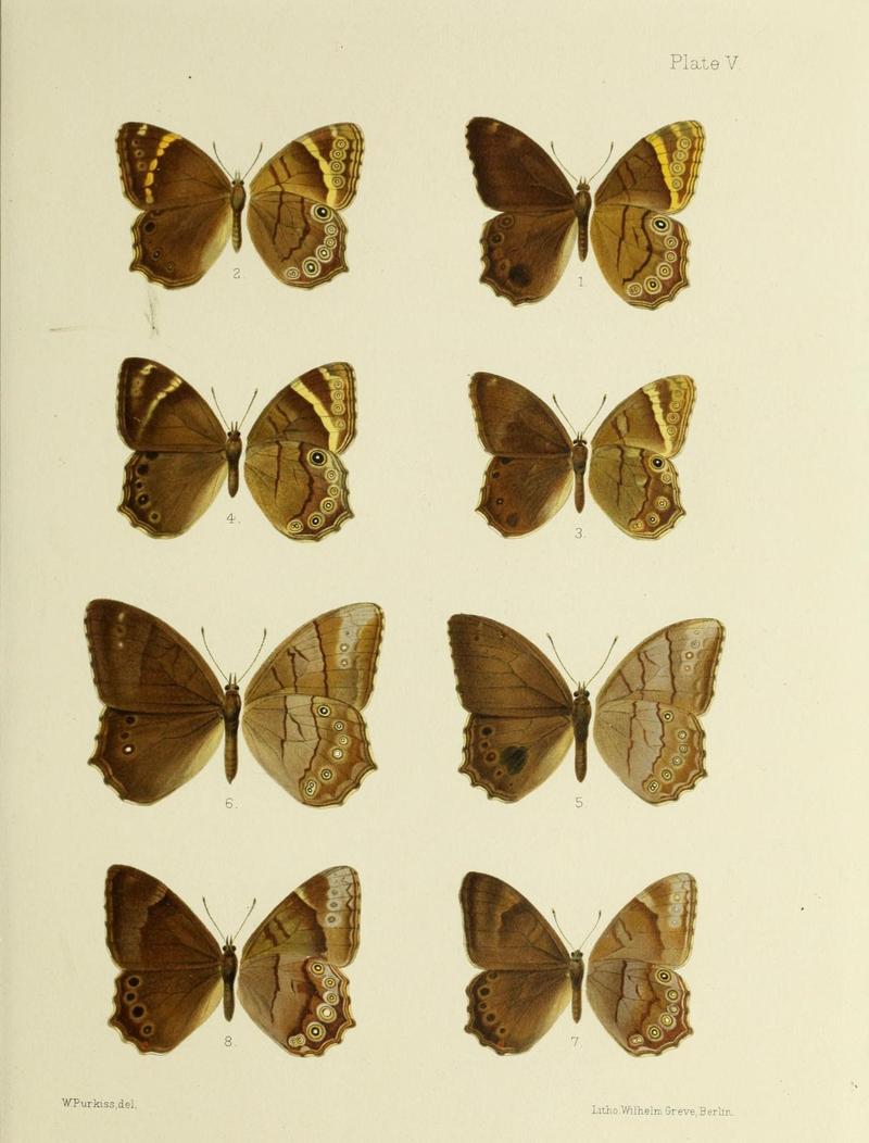 Butterflies from China, Japan, and Corea (19333741961)