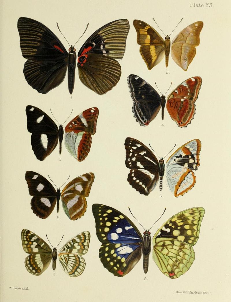 Butterflies from China, Japan, and Corea (19333780551)