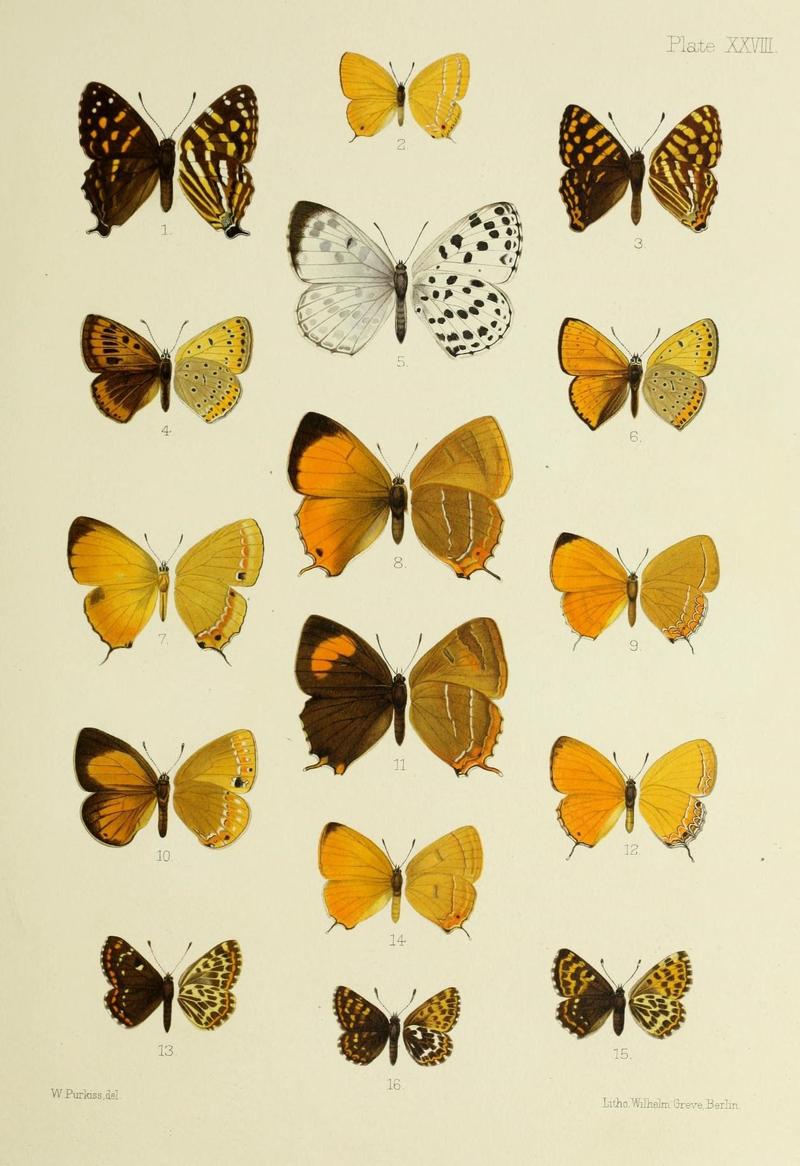 Butterflies from China, Japan, and Corea (19333825481)