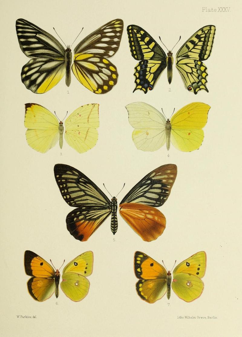 Butterflies from China, Japan, and Corea (19333851591)