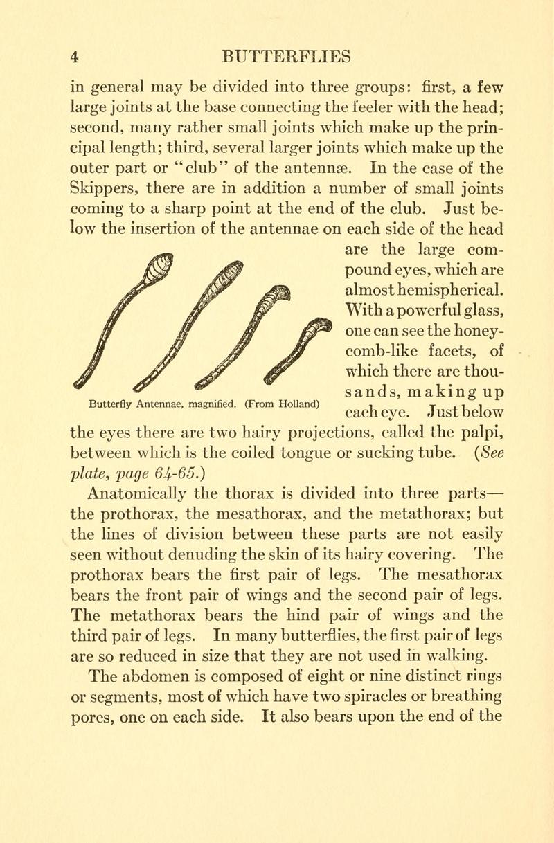 Butterflies worth knowing BHL9818779
