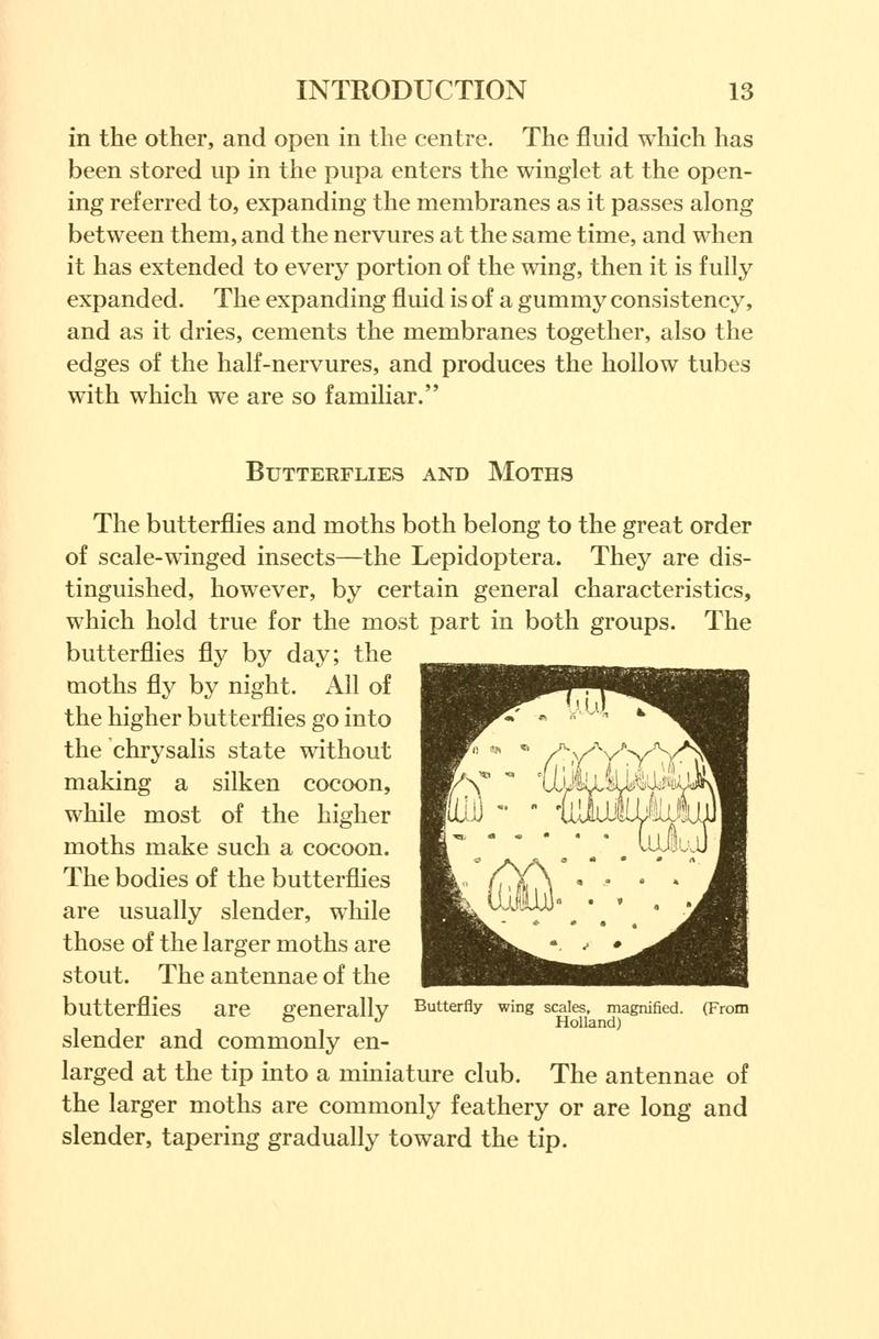 Butterflies worth knowing BHL9818788