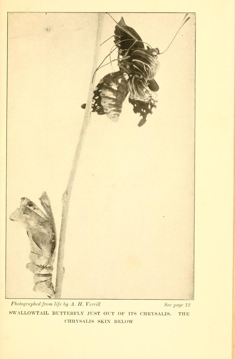 Butterflies worth knowing BHL9818792