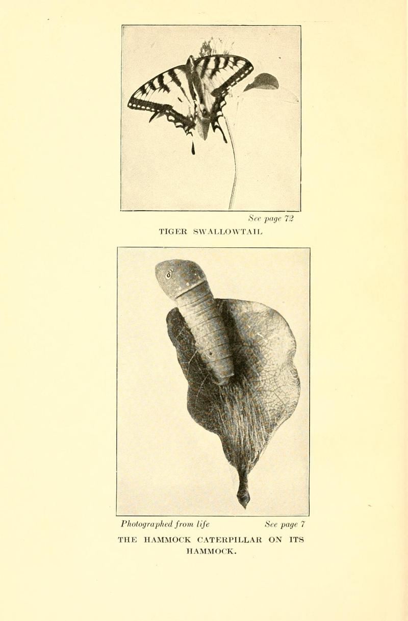 Butterflies worth knowing BHL9818793