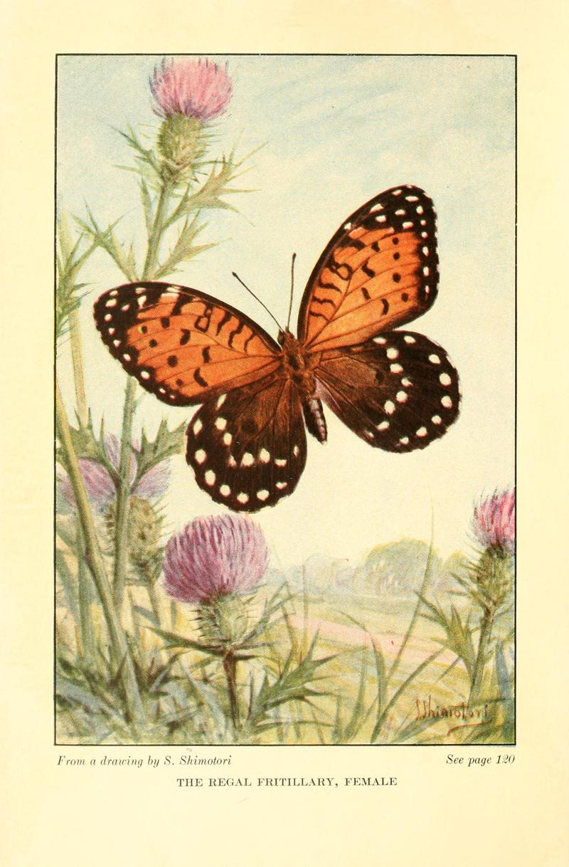 Butterflies worth knowing BHL9818823
