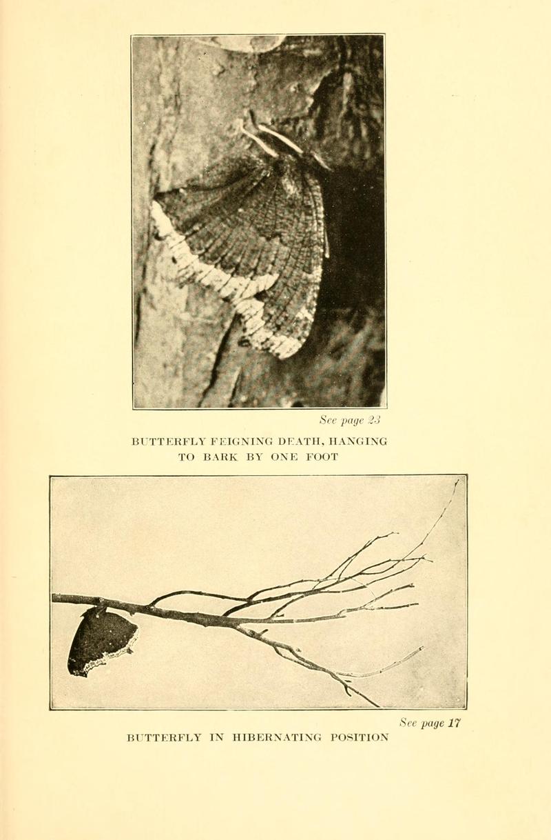 Butterflies worth knowing BHL9818833