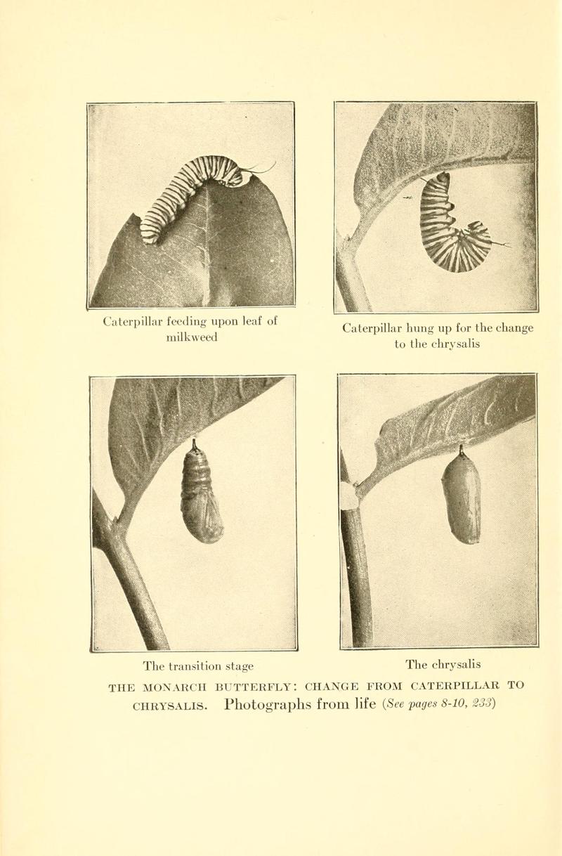 Butterflies worth knowing BHL9818834