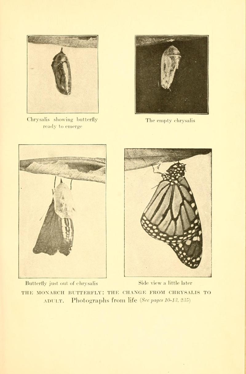 Butterflies worth knowing BHL9818835