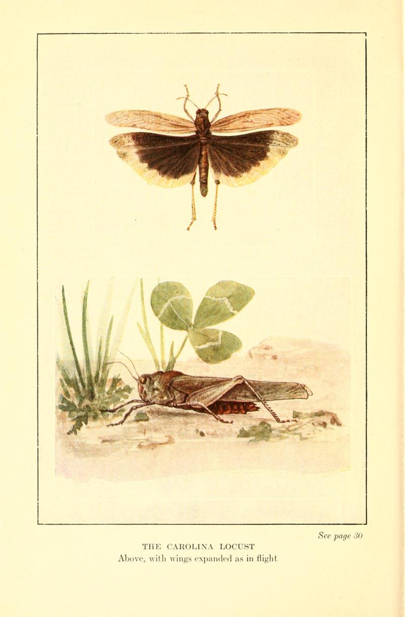 Butterflies worth knowing BHL9818836
