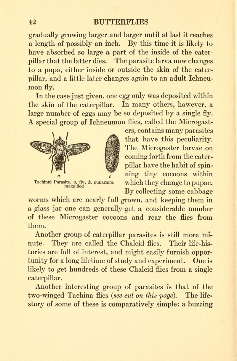 Butterflies worth knowing BHL9818846