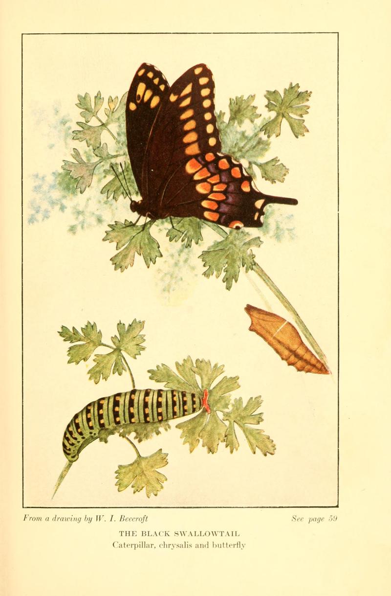 Butterflies worth knowing BHL9818853