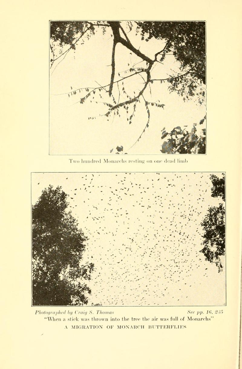 Butterflies worth knowing BHL9818854