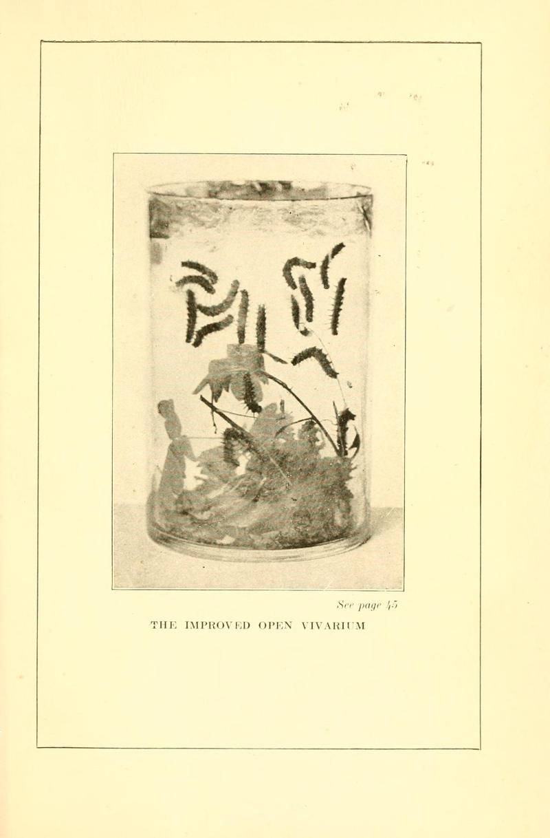 Butterflies worth knowing BHL9818855