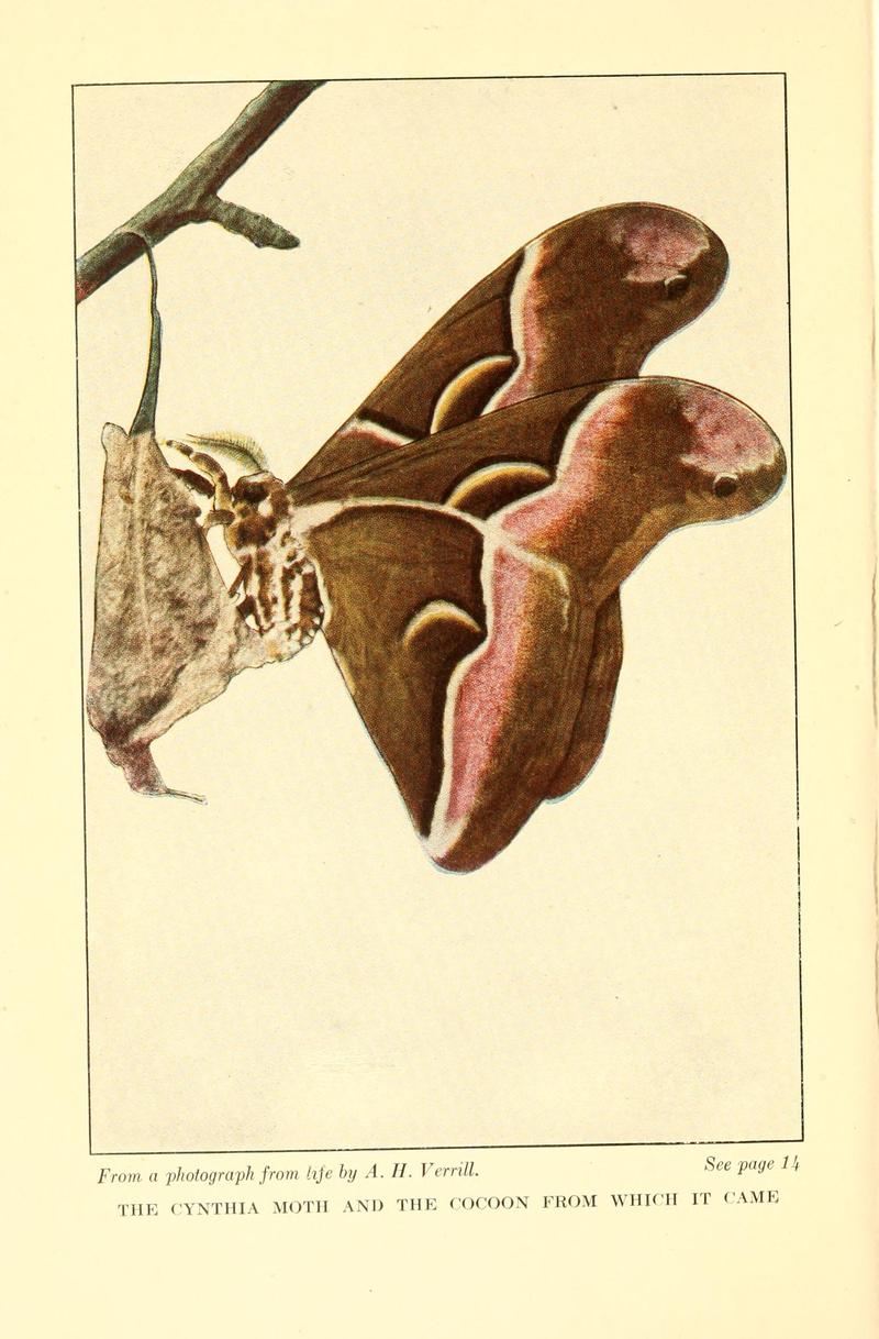 Butterflies worth knowing BHL9818856