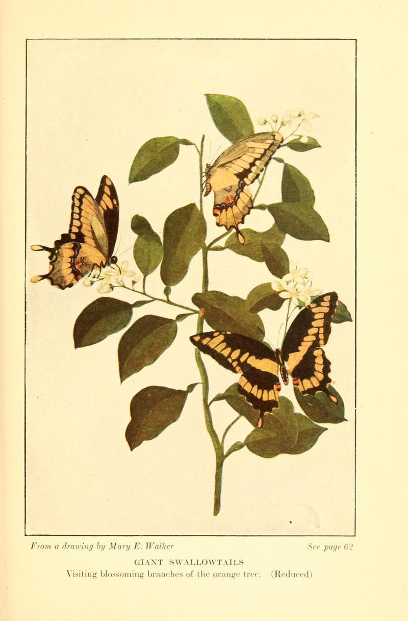 Butterflies worth knowing BHL9818873