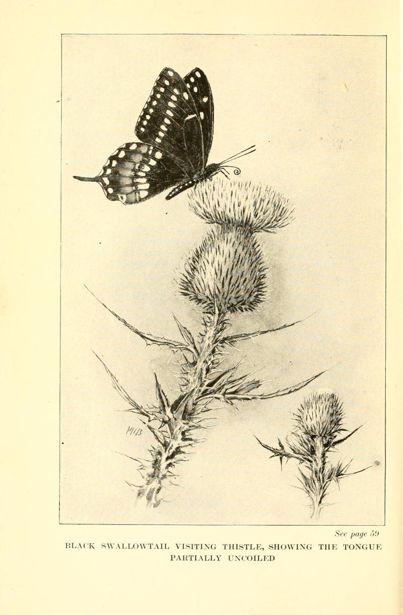 Butterflies worth knowing BHL9818874