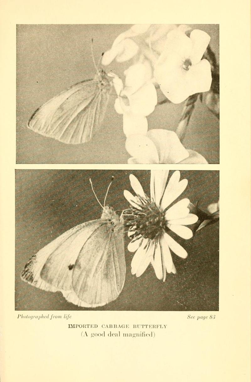 Butterflies worth knowing BHL9818875
