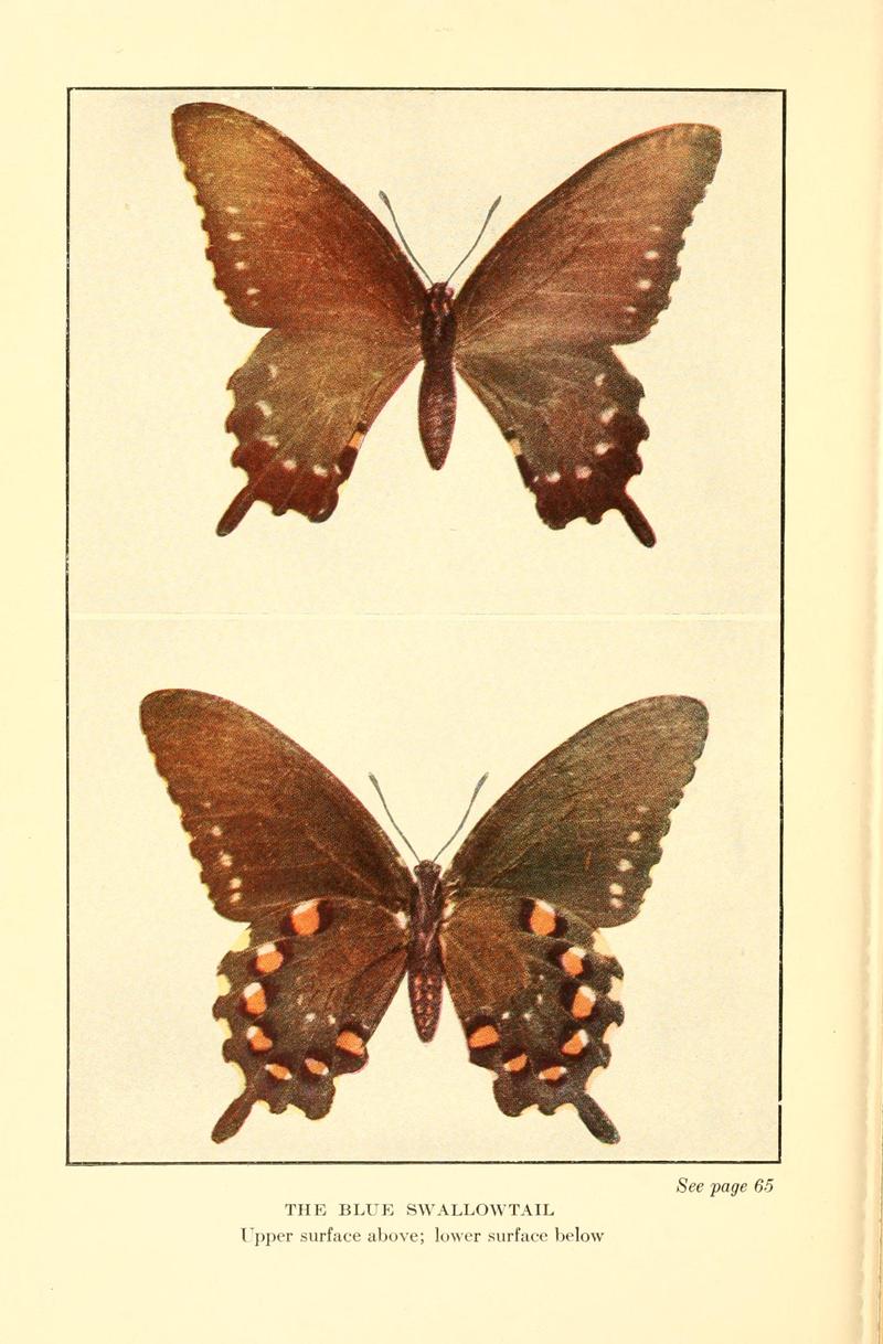 Butterflies worth knowing BHL9818876
