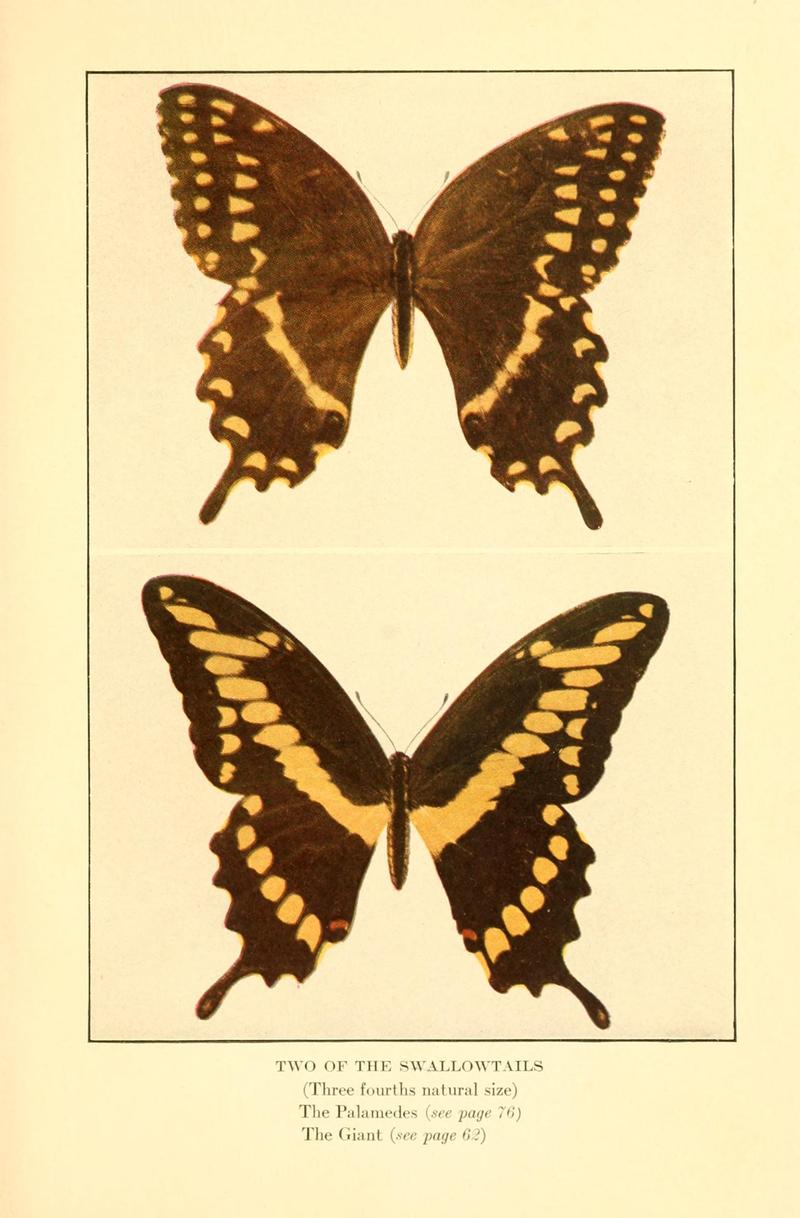 Butterflies worth knowing BHL9818879