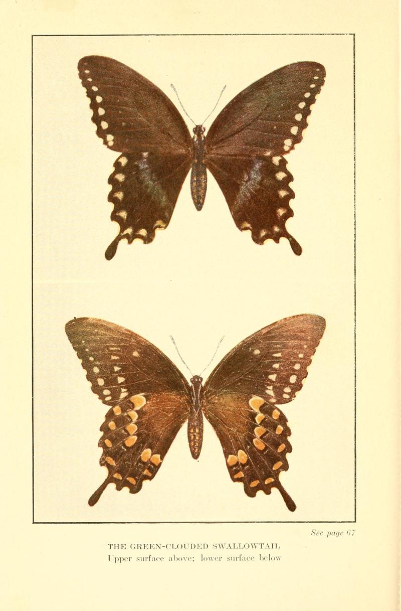 Butterflies worth knowing BHL9818880