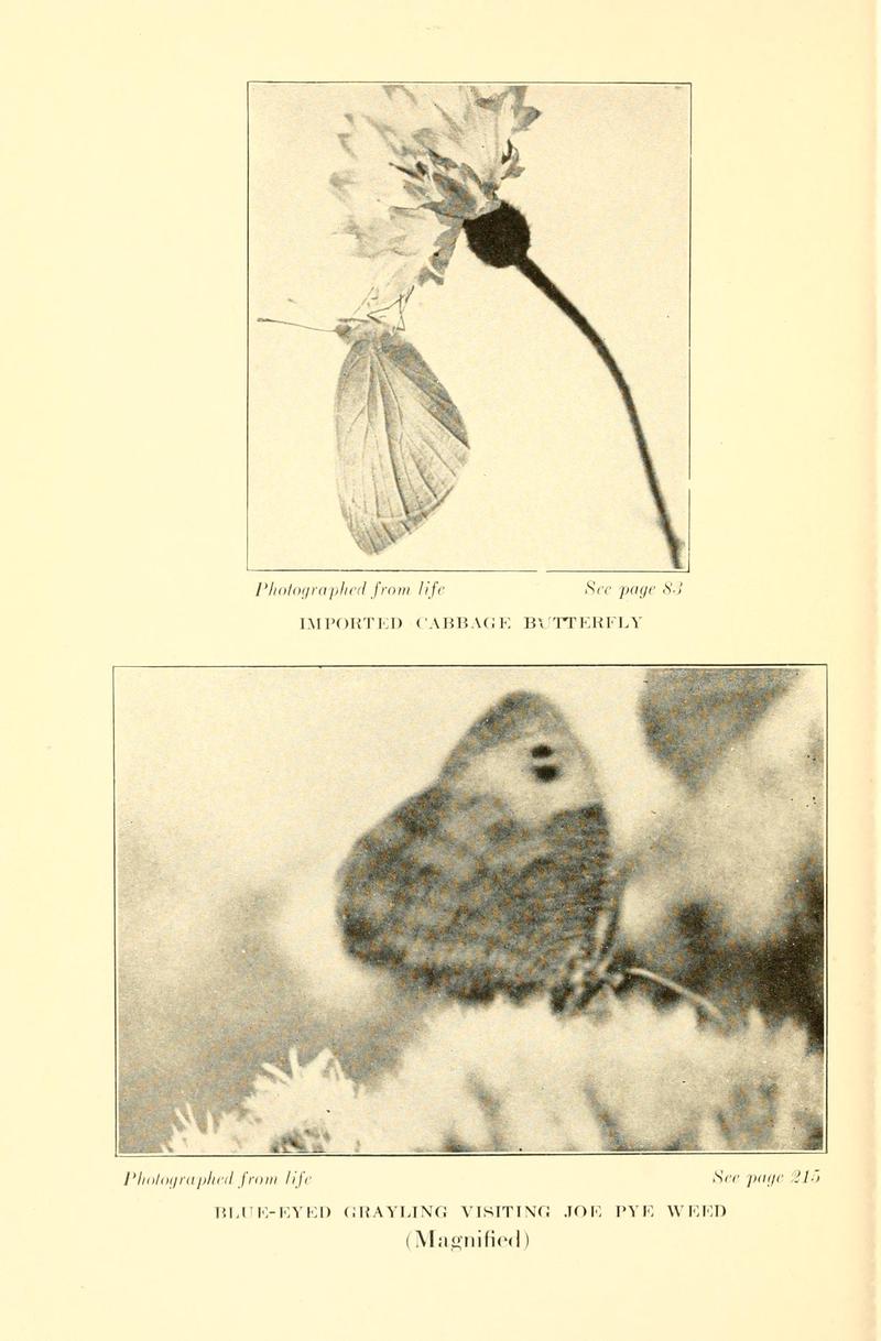 Butterflies worth knowing BHL9818896