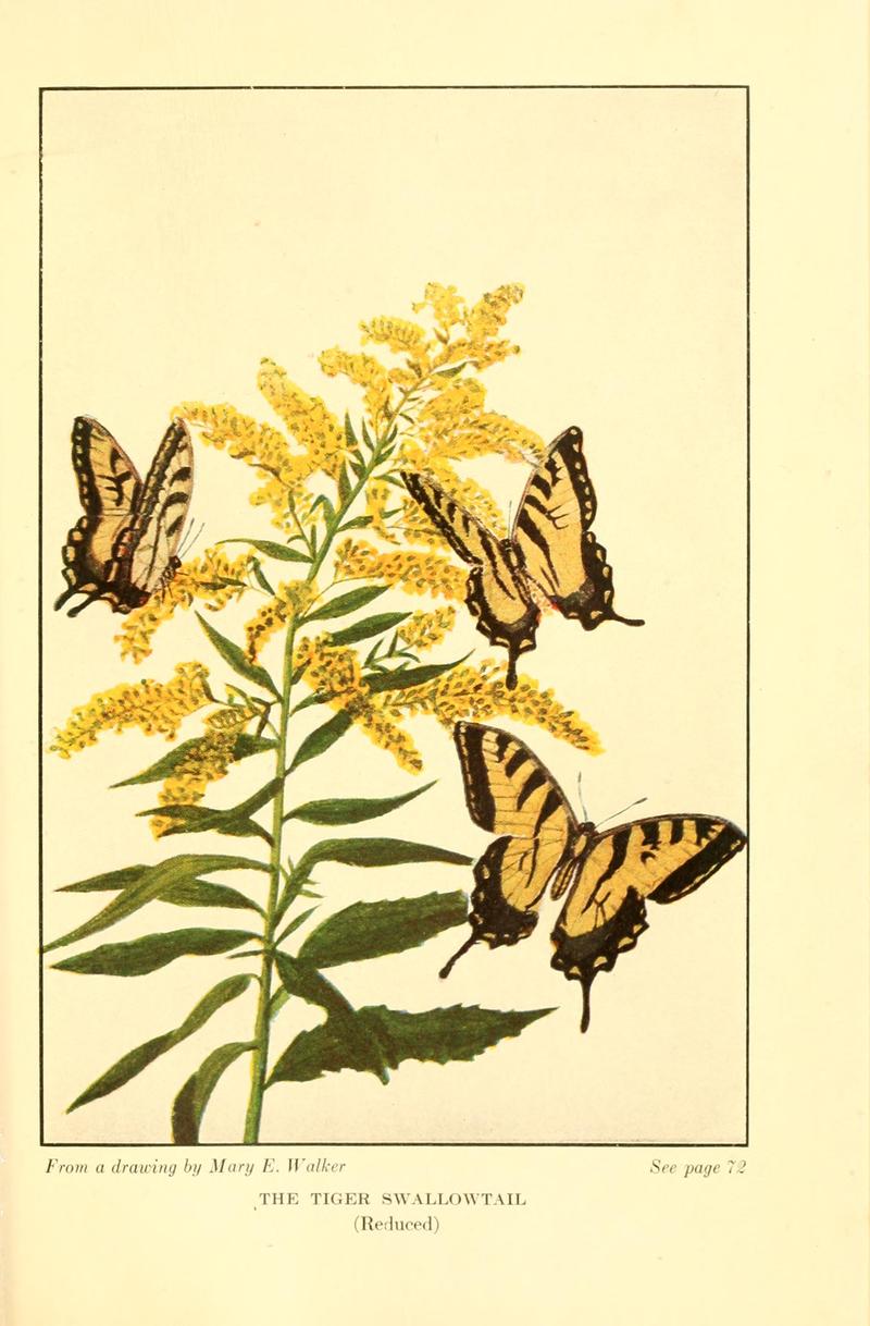 Butterflies worth knowing BHL9818913