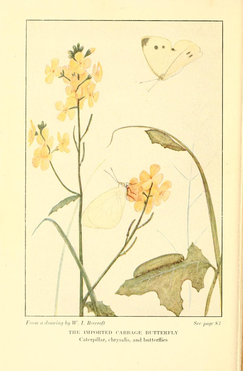 Butterflies worth knowing BHL9818914