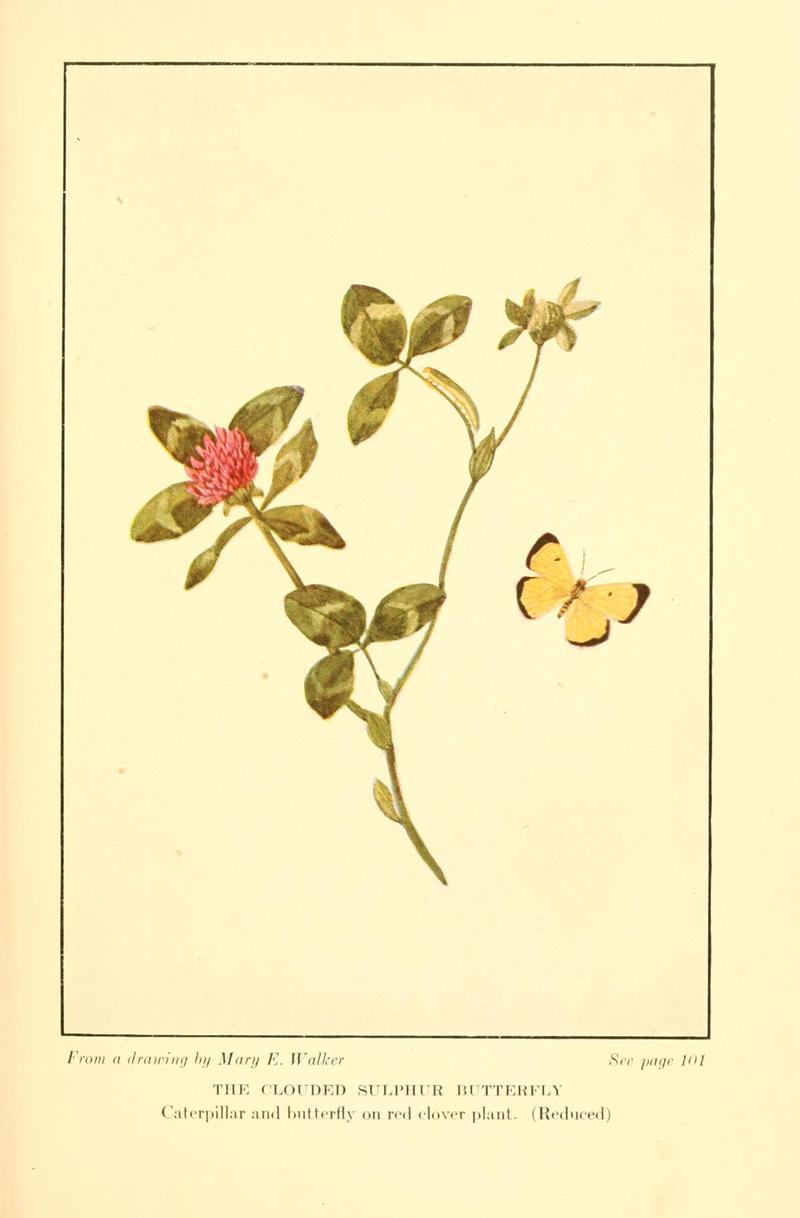 Butterflies worth knowing BHL9818931