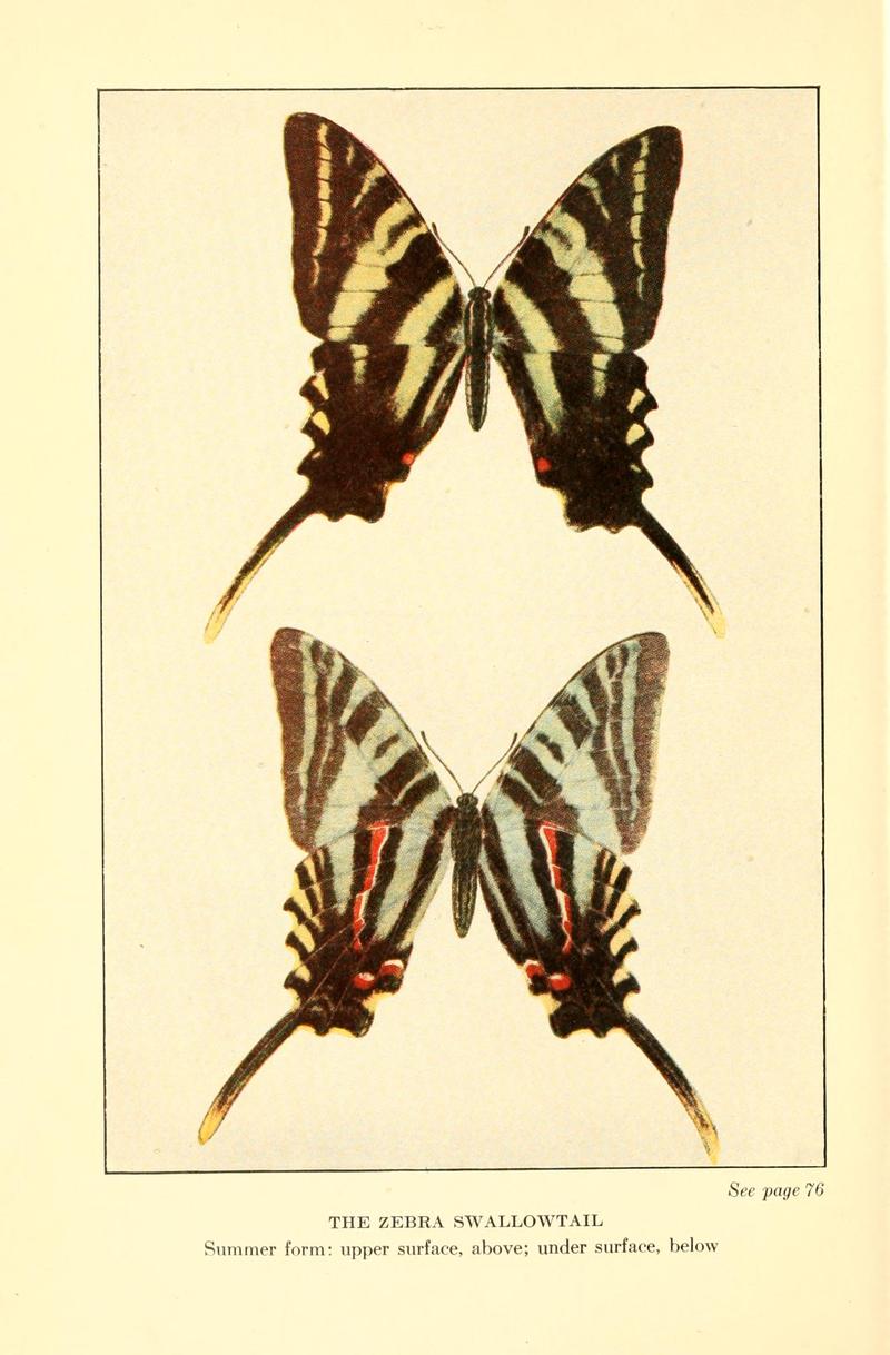 Butterflies worth knowing BHL9818932
