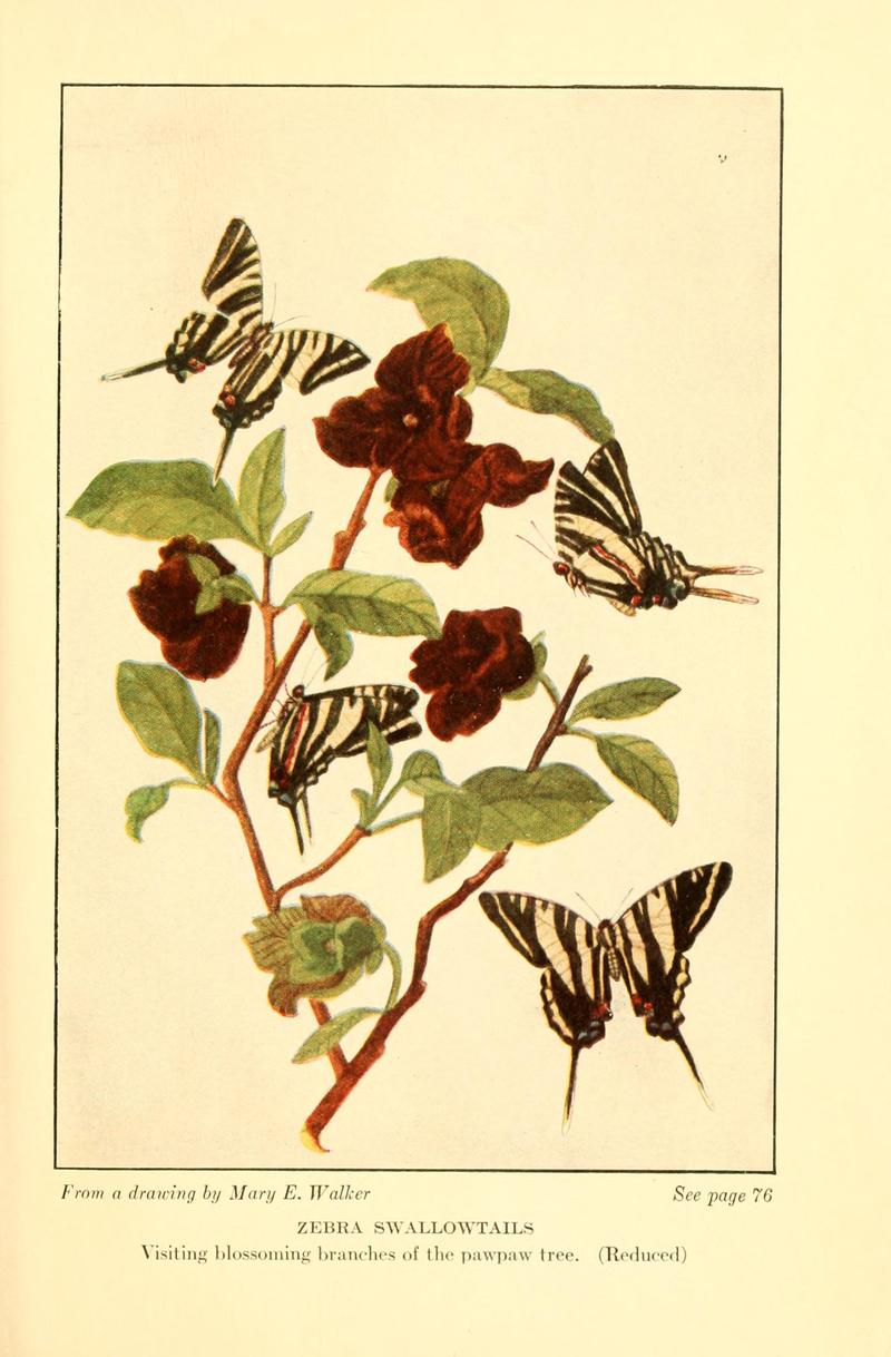 Butterflies worth knowing BHL9818933