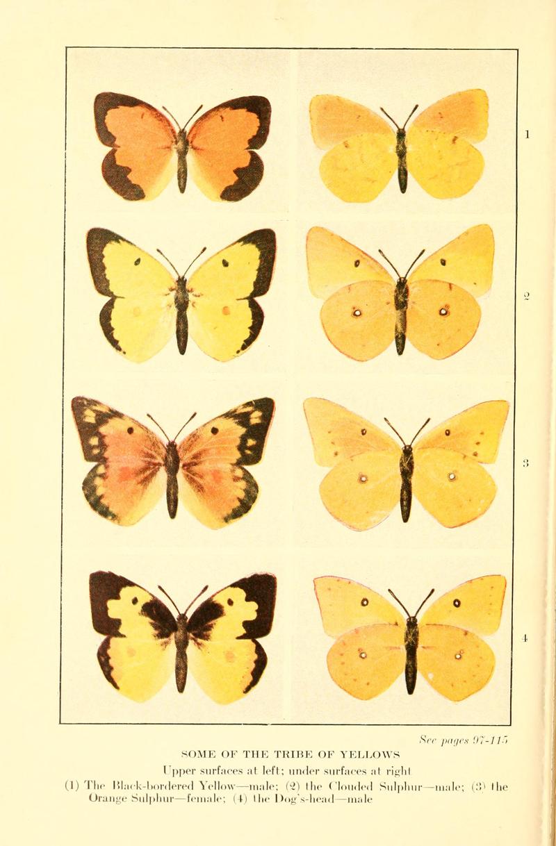 Butterflies worth knowing BHL9818934