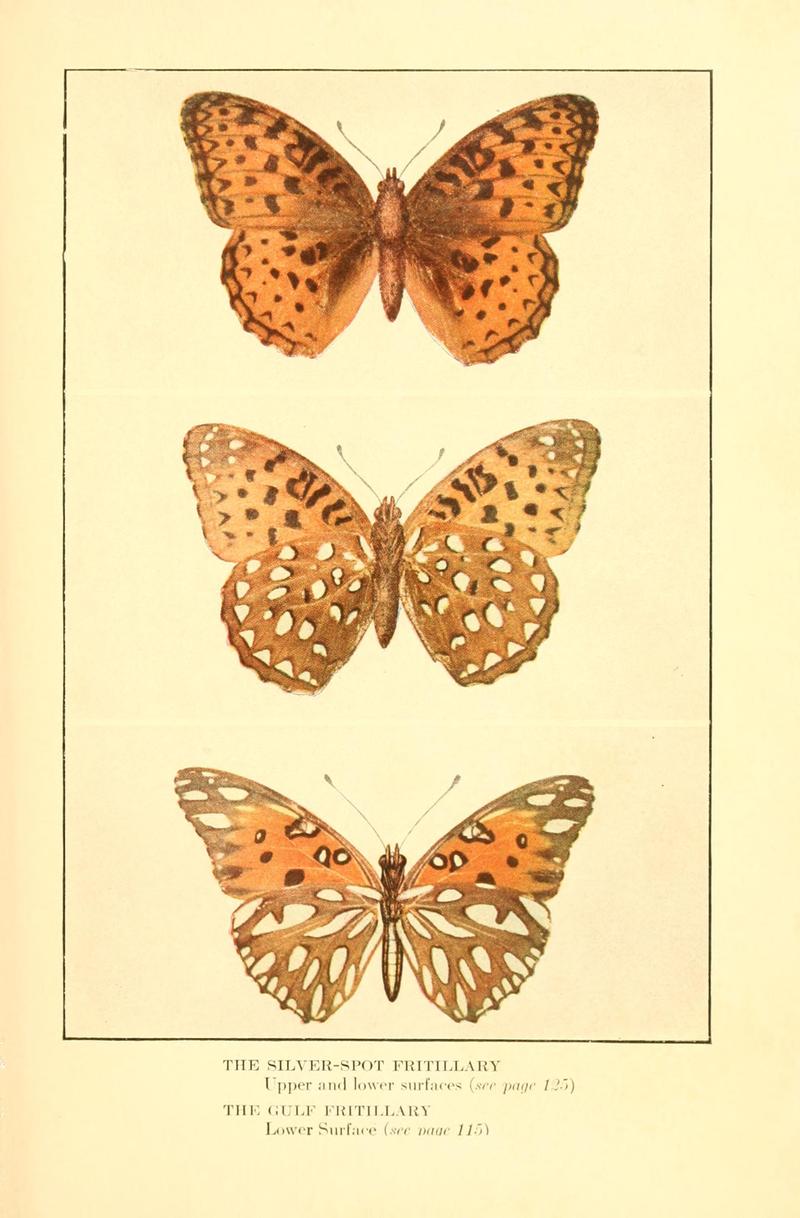 Butterflies worth knowing BHL9818951