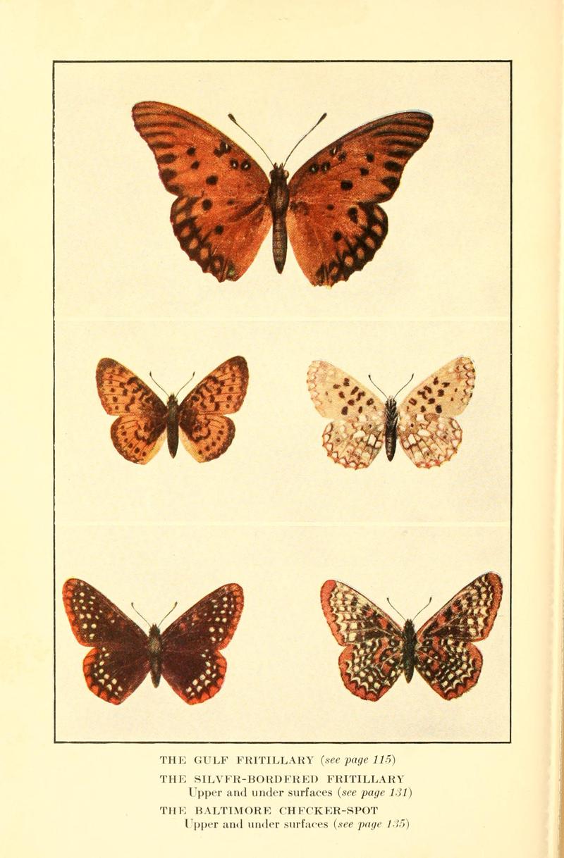 Butterflies worth knowing BHL9818952