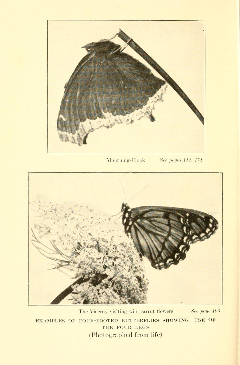 Butterflies worth knowing BHL9818970