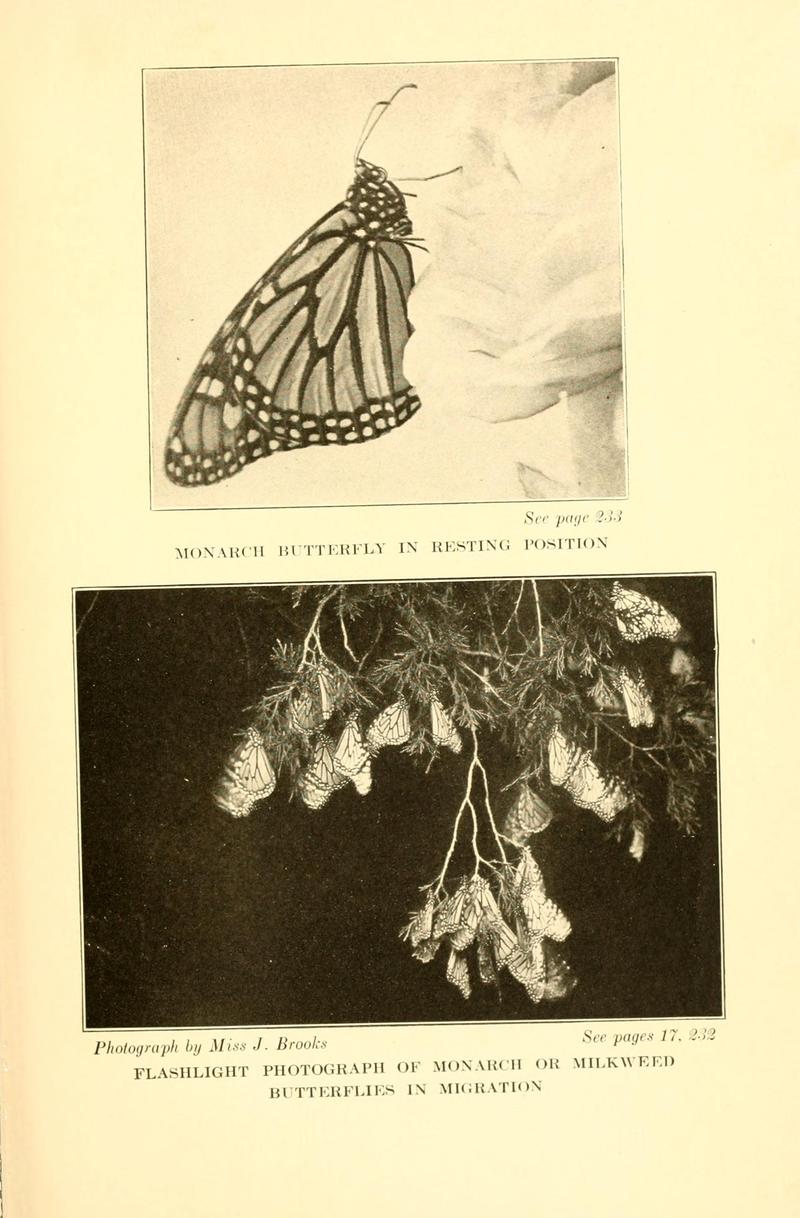 Butterflies worth knowing BHL9818987