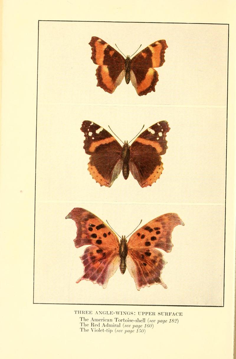 Butterflies worth knowing BHL9818988