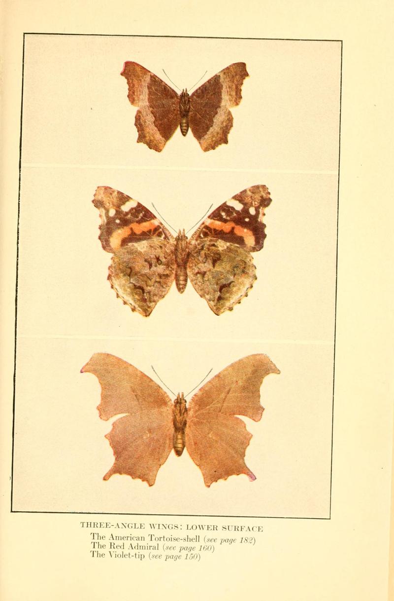 Butterflies worth knowing BHL9818989