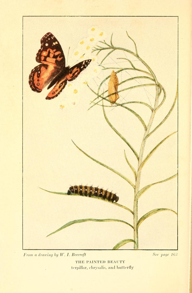 Butterflies worth knowing BHL9818990